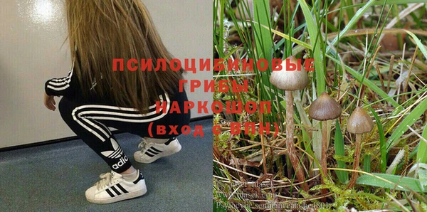 стаф Чекалин